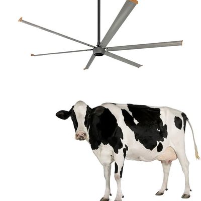 Deckenventilator für Baustellen Lüftung 3.6m Hochvolumen 1500W 220V 10ft HVLS-Ventilator