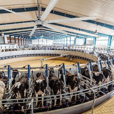 Dauermagnet Synchron 220v 380v HVLS Ventilatoren für Gewächshäuser 14ft 16ft 7,3m Kühlung