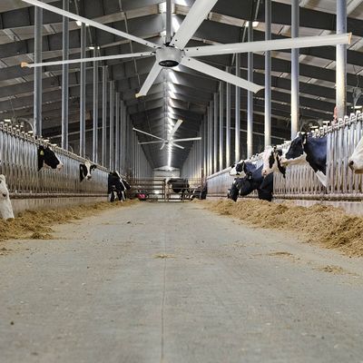 Lebensmittel- und Getränkegeschäfte Hvls 5 Blade Industrial Ceiling Fan